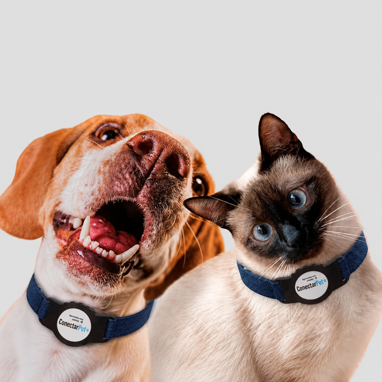 Cachorro e gato felizes