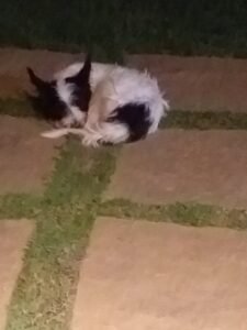 Foto de Bobi