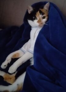 Foto de Buma