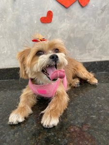 Foto de Belinha